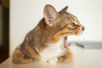 あくびをする猫