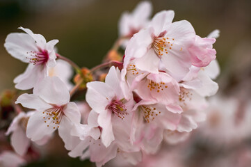 Obraz premium 代り場得なき、桜