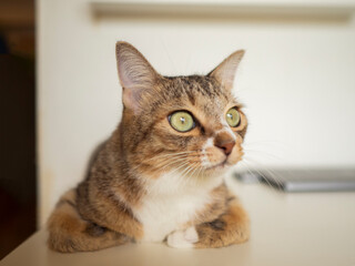 驚く猫