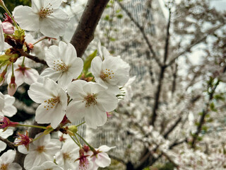 Fototapeta premium 桜の花々のクローズアップ