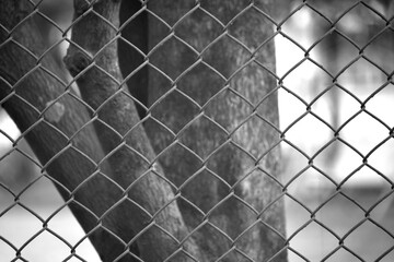 criss cross metal frame as a fence in a garden in black and white 
