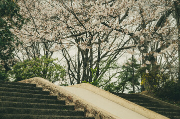 クラシカルな桜と公園