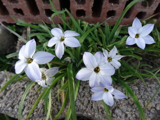 weiße schöne Blumen