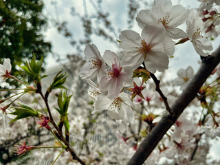 桜の花々のクローズアップ
