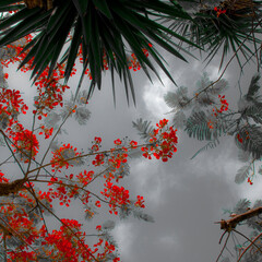 branches of a tree with red flowers