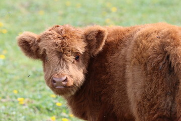 Scottish highland cow