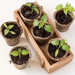 Wooden box with young seedlings of pepper on a light background. Selective focus.