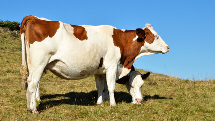 Fototapeta na wymiar Montbeliarde dairy cow in a field with a salt stone.