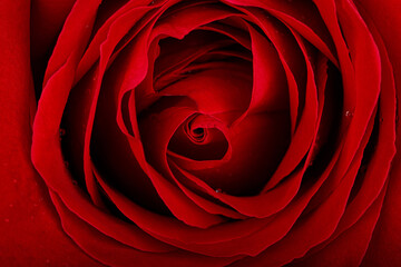 Red rose petals closeup background