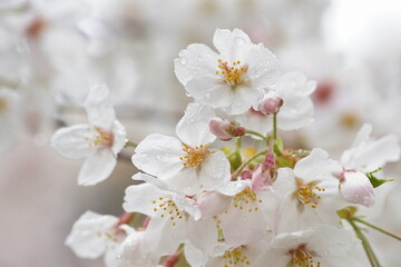 雨の日のサクラ