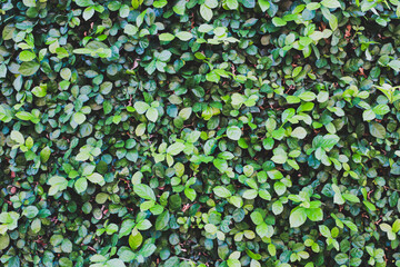 Beautiful nature background from green leaves