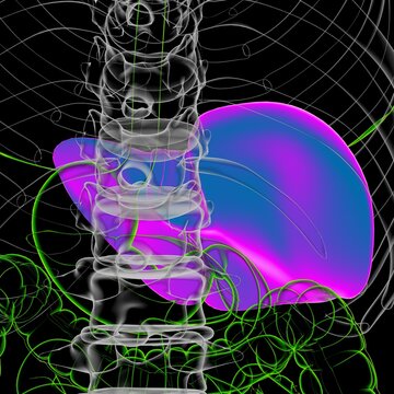 Liver 3D Illustration Human Digestive System Anatomy