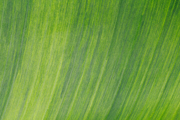 Tropical banana leaf texture background