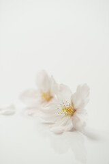 Fototapeta na wymiar 満開の桜