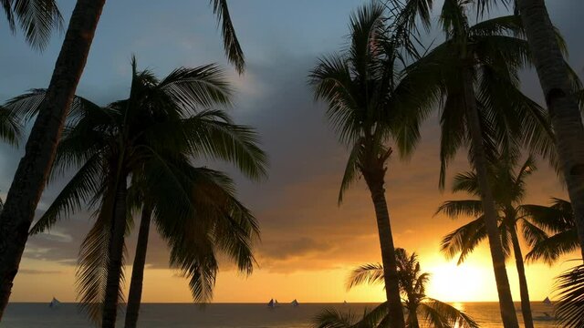 Stunning view of a dramatic sunset in the background and the silhouette of coconut palm trees in the foreground. White Beach, Boracay Island, Philippines.