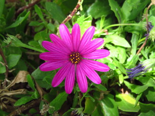 Obraz premium pink and yellow flower