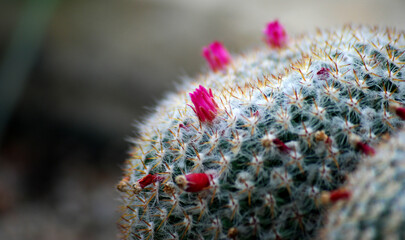 kaktus z bliska