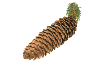 spruce cone isolated