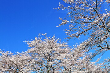 The cherry-blossom trees are in full bloom.