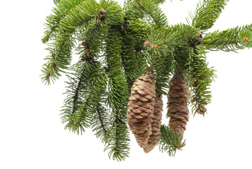 spruce branch with pine cone isolated