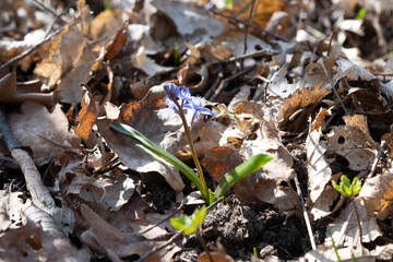 prolisk flower in the forest in early spring