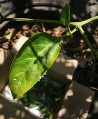 rain drops on a leaf
