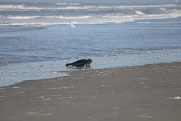 Obraz premium seal in a natural environment, swimming in the sea