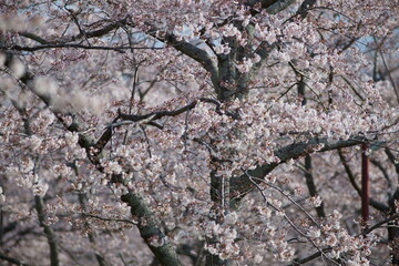 The cherry-blossom trees are in full bloom.