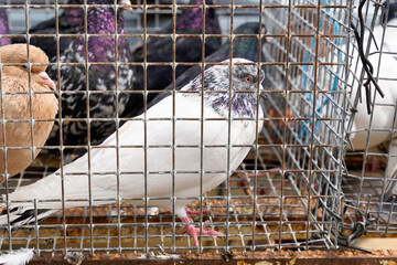 Pigeons sit in a cage in the market
