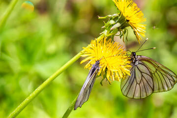 on a bright spring day, a white cabbage butterfly sits on a yellow fluffy dandelion 