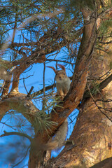 spring fluffy squirrel sitting on a tree branch 