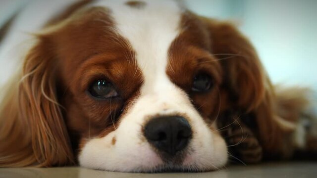 The cavalier king charles spaniel dog is resting in the house.