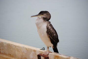 blue heron