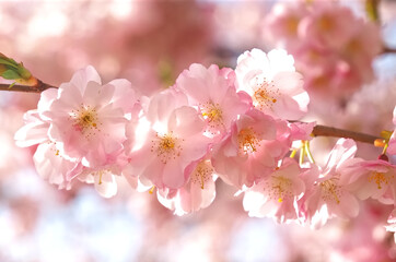 Macro of pink blooming cherry blossoms, cherry tree in spring
