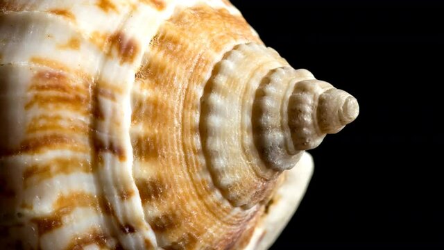 4K extreme close-up macro slow motion video of a spiral seashell. Mollusk seashell texture. Black background, studio shooting.