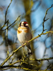 Visitor at the office window - Besuch am Bürofenster