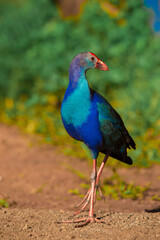 Beautiful Purple Swamphen looking for its meal in the field