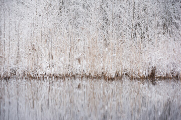 Dry grass and tress coverd by snow. Winter landscape with a pond.