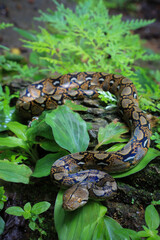 boa or python snake pattern Closeup skin from alive body in Thailand