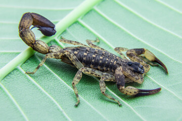 Brown Scorpion in front of a green background