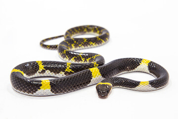 Ball python snake isolated on white background.
