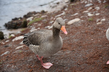 Eine Gans