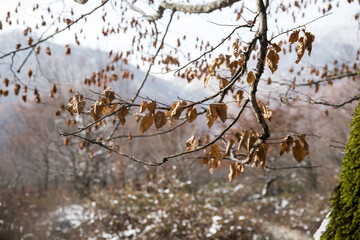 Landscape with beautiful fog in forest on hill or Trail through a mysterious winter forest with autumn leaves on the ground. Road through a winter forest. Magical atmosphere. Azerbaijan nature