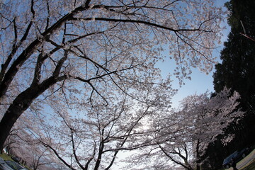 The cherry-blossom trees are in full bloom.