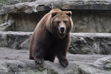 Obraz premium Ein Braunbär