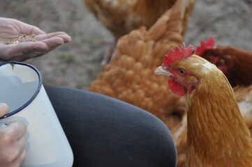 Huhn