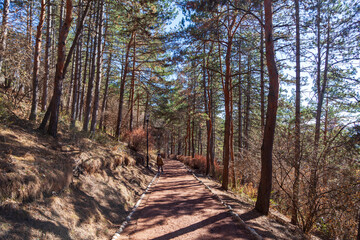 Forest landscape pine forest, selective focus, path in the forest