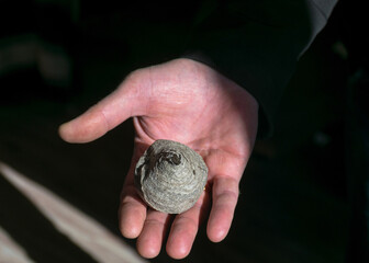 a man's palm and an empty wasp stalk on it, blurred background