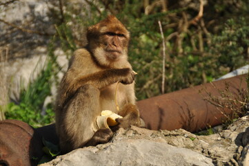 Affe auf Gibraltar