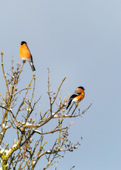 tree branch with birds, blue sky, red breast (Pyrrhula pyrrhula)